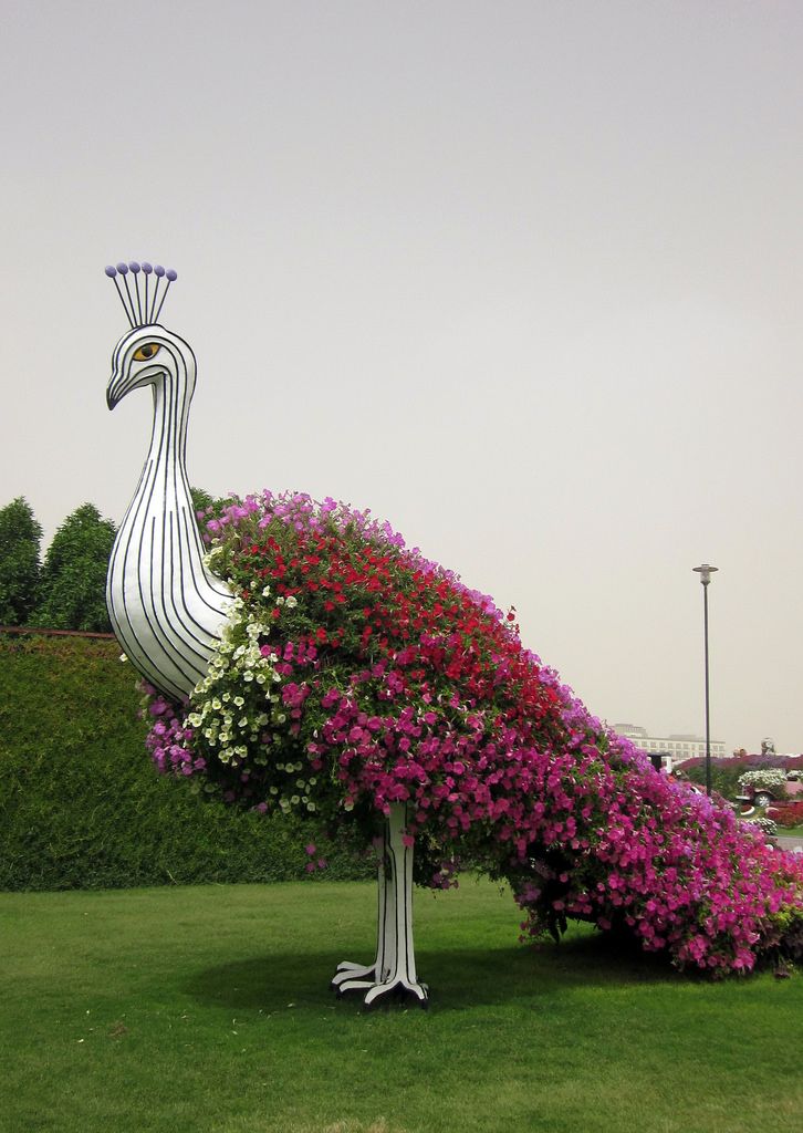 Dubai Miracle Garden Butterflies