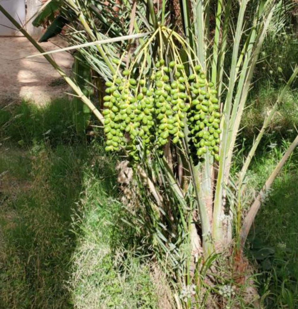 Թունիս, Արմավ և ձիթենի