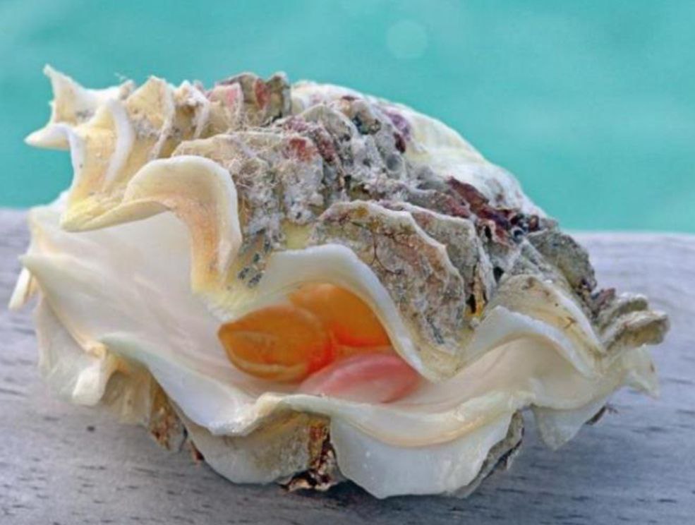 That cannot be removed from the Maldives of the state