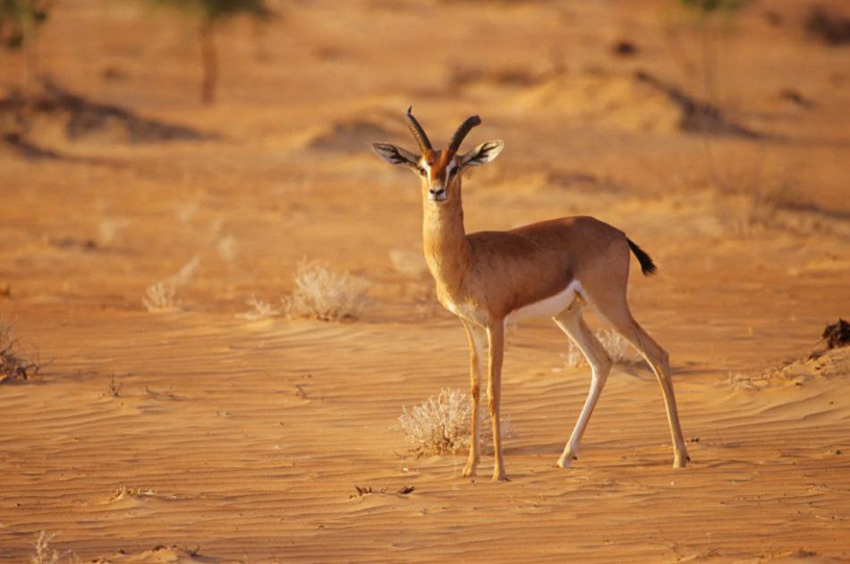 Ի՞նչ կենդանիներ կարող եք տեսնել Շարժայում