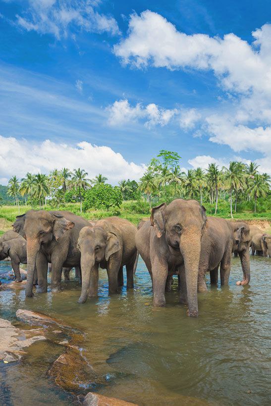 8 interesting facts about Sri -Lanka
