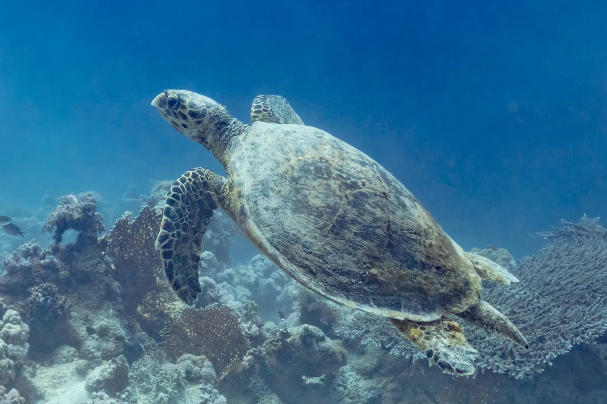 Hawksbill turtle over the reef in Ras Mohammed National Park